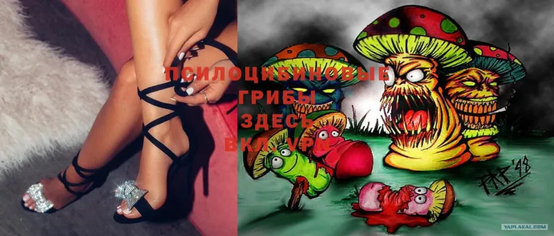 Псилоцибиновые грибы Psilocybe  дарк нет как зайти  Волгоград 